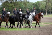 Policyjne konie i ich wierzchowce w trakcie egzaminu atestacyjnego.